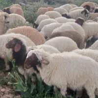 ۹۰بره صادراتی