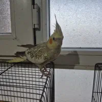 عروس هلندی