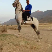 اسب نریان کرد