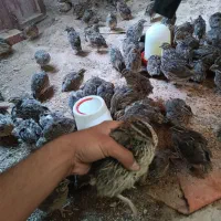 بلدرچین|حیوانات مزرعه|نیمروز, |دیوار