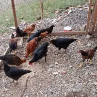 جوجه محلی|حیوانات مزرعه|بندر ترکمن, |دیوار