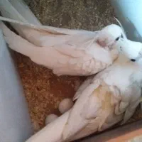 عروس هلندی مولد معاوضه با قناری|پرنده|بجنورد, |دیوار