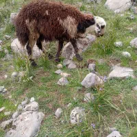 فروش شش تا بره