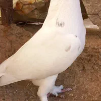 کفتر پرشی اصیل