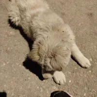 پامر خرسی قیمت ۱۵۰۰۰۰۰|سگ|یاسوج, |دیوار