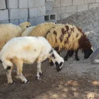 ،میش قوچ مخصوص داشت کشتن پروار کبابی|حیوانات مزرعه|بندرعباس, |دیوار