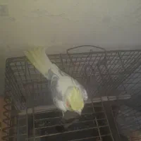 عروس نره ماده سخنگو