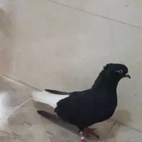 سیاه دم سفید ماده