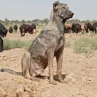 توله سگ پژدر