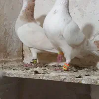 کفتر
