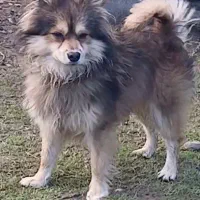 پامر روباهی اصیل