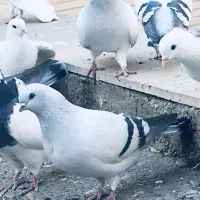 تفریحات وسرگرمی