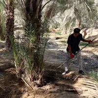 مرجع رسمی فروش نخل در کل جنوب کشور|خدمات باغبانی و درختکاری|آبپخش, |دیوار