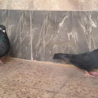 زاغ آبادانی|پرنده|اهواز, زرگان|دیوار