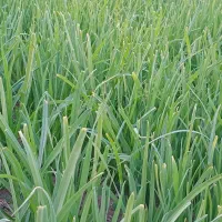 سبزی خورشتی رامهرمز|خوردنی و آشامیدنی|اصفهان, دانشگاه اصفهان|دیوار