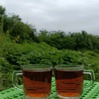 چای شمال
