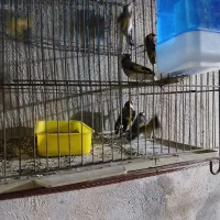 سهره پاییزه