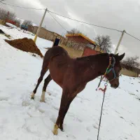 اسب|اسب و تجهیزات اسب‌سواری|ملایر, |دیوار