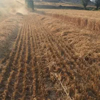 گلش جو وگندم