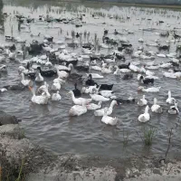 اوردک پرورشی .تعداد بالا فروشی|حیوانات مزرعه|تولم شهر, |دیوار