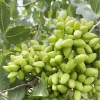 اجاره باغ پسته  و خرید کال  پوک و گوی و پوست