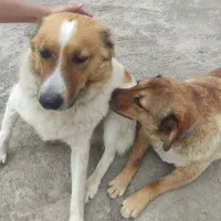 سگ خونگی