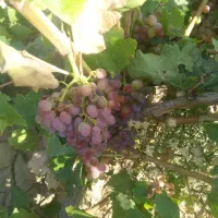 باغ انگور(۲۰۰۰متر)سند تک برگ