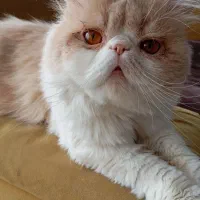 موکا هم رنگش هم اسمشه