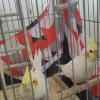 پرنده|پرنده|استهبان, |دیوار