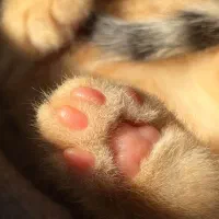 اسکاتیش اصیل گلد|گربه|گنبد کاووس, |دیوار