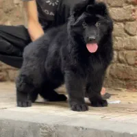 توله ژرمن وارداتی شپرد ۳ ماهه|سگ|رشت, آتشگاه|دیوار