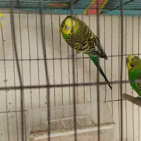 مرغ عشق نر|پرنده|عسلویه, |دیوار