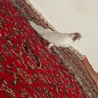 کبوتر ماده|پرنده|رزن, |دیوار