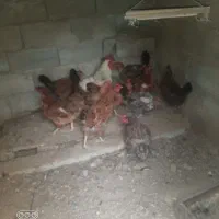 مرغ تخم گذار