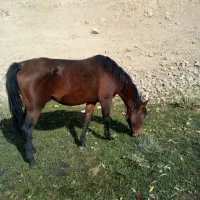 یه اسب کردویه مادیان کرد|اسب و تجهیزات اسب‌سواری|ارومیه, |دیوار