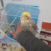 تعدادی عروس هلندی دستی