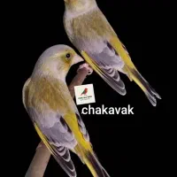 سهره سبز متولد قفس