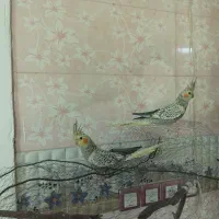 عروس هلندی 3 ماهه