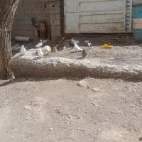 کبوتر