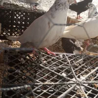 کبوتر|پرنده|طارم (زنجان), |دیوار