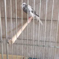 فروش قناری نروماده(فقط فروش تعویض ندارم)