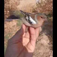 مقداری لباس رایگان