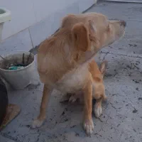 دوتاسگ خارجی اشمیتر.راکسل|سگ|اصفهان, شهرستان|دیوار