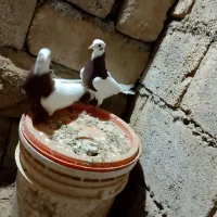 طوقی|پرنده|باروق, |دیوار