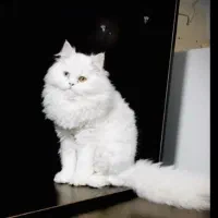 گربه پرشین