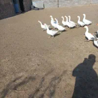 غاز قوغاز|حیوانات مزرعه|قم, لسانی|دیوار