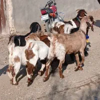 بز پاکستانی زاییده|حیوانات مزرعه|کاشمر, |دیوار