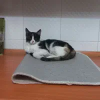 واگذاری رایگان بچه گربه