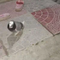 تعدادی کبوتر تهرانی