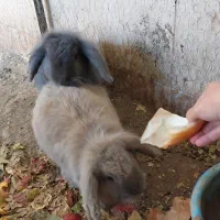 خرگوش دوعدد